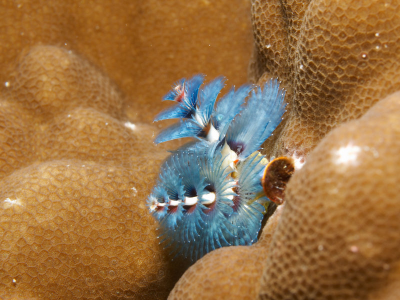 Christmas Tree Worm